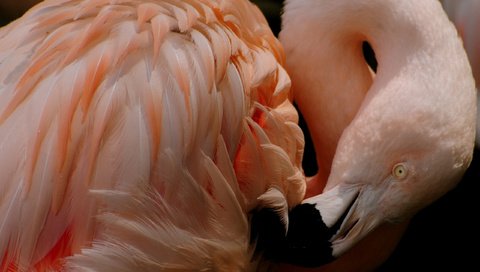 Обои фламинго, птица, клюв, перья, flamingo, bird, beak, feathers разрешение 2560x1600 Загрузить