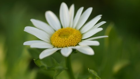 Обои цветок, ромашка, белая, flower, daisy, white разрешение 1920x1200 Загрузить