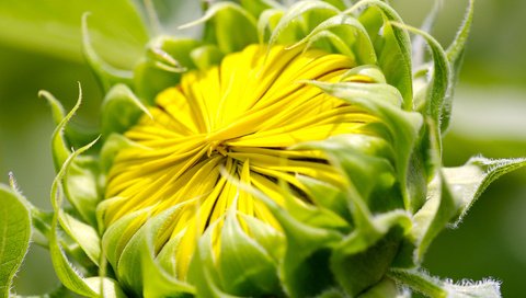 Обои листья, лепестки, подсолнух, растение, крупным планом, leaves, petals, sunflower, plant, closeup разрешение 1920x1200 Загрузить