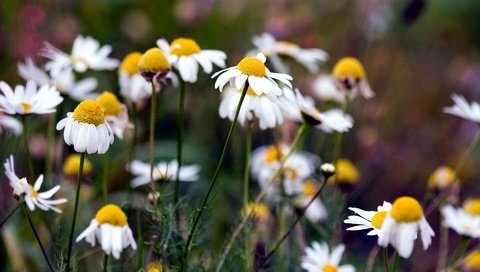 Обои природа, лето, ромашка, ромашки, nature, summer, daisy, chamomile разрешение 1920x1200 Загрузить