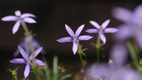 Обои цветы, лепестки, стебли, боке, лаурентия, flowers, petals, stems, bokeh разрешение 1920x1200 Загрузить