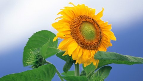 Обои подсолнух, sunflower разрешение 1920x1200 Загрузить