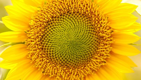 Обои желтый, макро, цветок, лепестки, подсолнух, yellow, macro, flower, petals, sunflower разрешение 1920x1200 Загрузить