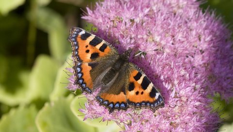 Обои цветы, насекомое, бабочка, крылья, насекомые, крапивница, flowers, insect, butterfly, wings, insects, urticaria разрешение 1920x1200 Загрузить