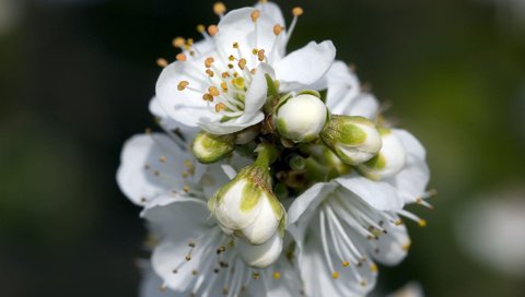 Обои цветение, весна, яблоня, flowering, spring, apple разрешение 1920x1200 Загрузить