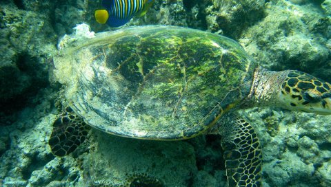 Обои черепаха, подводный мир, морская черепаха, turtle, underwater world, sea turtle разрешение 2272x1704 Загрузить