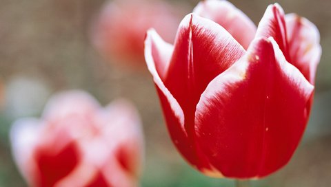 Обои цветы, тюльпаны, крупным планом, flowers, tulips, closeup разрешение 1920x1200 Загрузить