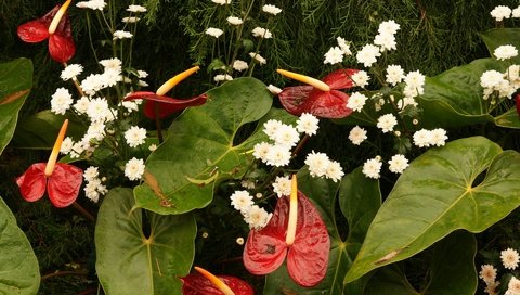 Обои цветы, листья, капли, букет, хризантемы, антуриум, flowers, leaves, drops, bouquet, chrysanthemum, anthurium разрешение 1920x1200 Загрузить