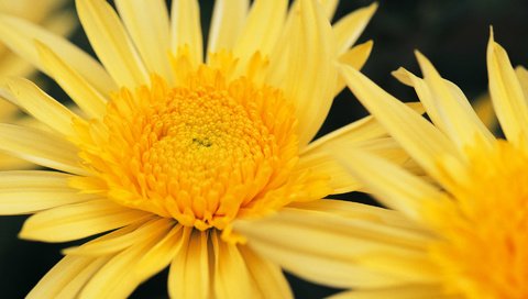 Обои цветы, макро, растение, желтые, хризантемы, flowers, macro, plant, yellow, chrysanthemum разрешение 1920x1200 Загрузить