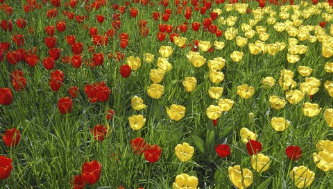 Обои трава, тюльпан, природа, цветение, лепестки, сад, луг, весна, тюльпаны, grass, tulip, nature, flowering, petals, garden, meadow, spring, tulips разрешение 1920x1200 Загрузить