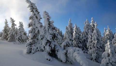 Обои снег, лес, зима, мороз, ель, снежный, сугроб, snow, forest, winter, frost, spruce, the snow разрешение 1920x1080 Загрузить