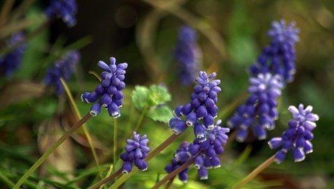 Обои цветы, весна, мускари, flowers, spring, muscari разрешение 1920x1200 Загрузить