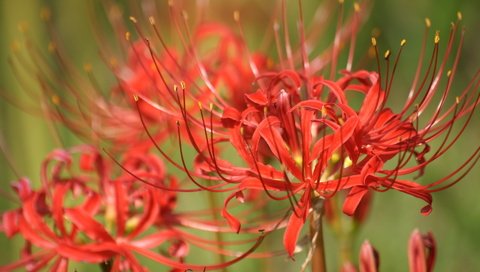 Обои цветы, лилии, лилейники, ликорис лучистый, ликорис, flowers, lily, the daylilies, he lost his parents, radiant, he lost his parents, разрешение 1920x1200 Загрузить