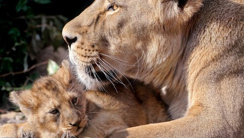 Обои львы, забота, хищники, львица, львёнок, детеныш, lions, care, predators, lioness, lion, cub разрешение 1920x1440 Загрузить