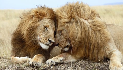 Обои хищник, большая кошка, львы, лев, хищники, predator, big cat, lions, leo, predators разрешение 1920x1080 Загрузить