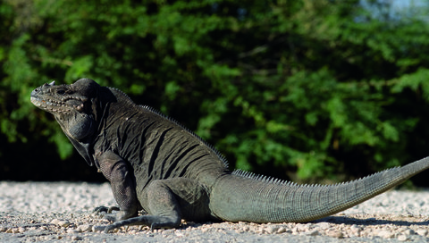 Обои ящерица, рептилия, bahis de las aguilas, варан, komodo dragon, комодский варан, lizard, reptile, varan разрешение 2560x1600 Загрузить