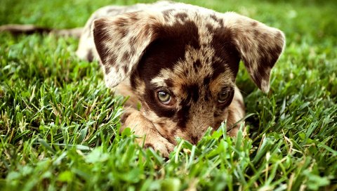Обои трава, взгляд, собака, щенок, пятнистый, леопардовая собака катахулы, grass, look, dog, puppy, spotted, the catahoula leopard dog разрешение 1920x1200 Загрузить