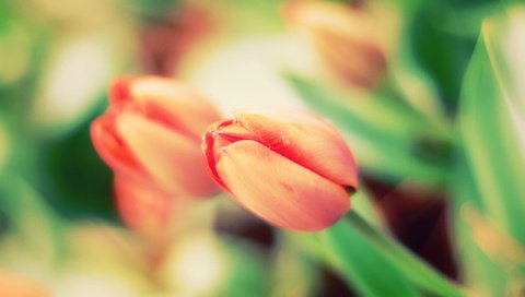 Обои цветы, природа, тюльпаны, flowers, nature, tulips разрешение 2560x1600 Загрузить