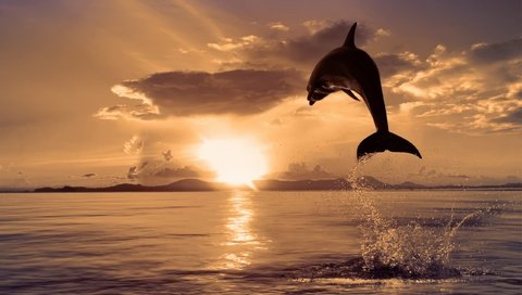 Обои природа, море, цвет, прыжок, дельфин, nature, sea, color, jump, dolphin разрешение 2560x1600 Загрузить