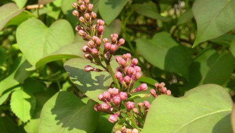 Обои цветение, бутоны, макро, весна, куст, сирень, flowering, buds, macro, spring, bush, lilac разрешение 2560x1600 Загрузить