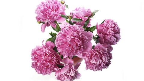 Обои букет, розовые, пионы, bouquet, pink, peonies разрешение 2560x1600 Загрузить