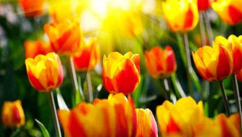 Обои цветы, парки, солнце, светл, природа, весенние обои, фото, лучи, сад, весна, тюльпаны, flowers, parks, the sun, light, spring wallpaper, nature, photo, rays, garden, spring, tulips разрешение 2560x1600 Загрузить