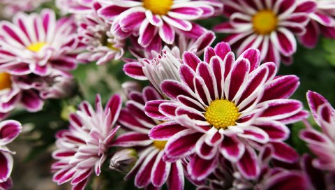 Обои цветы, лепестки, хризантемы, фиолетовые, с желтым, flowers, petals, chrysanthemum, purple, yellow разрешение 2560x1600 Загрузить