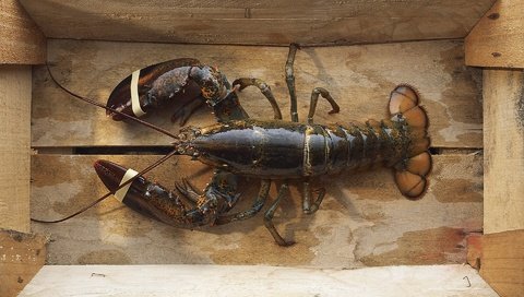 Обои морепродукты, лобстер, рак, seafood, lobster, cancer разрешение 1920x1200 Загрузить