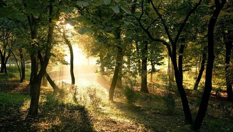 Обои свет, деревья, солнце, лес, лучи, ветки, столы, light, trees, the sun, forest, rays, branches, tables разрешение 1920x1200 Загрузить