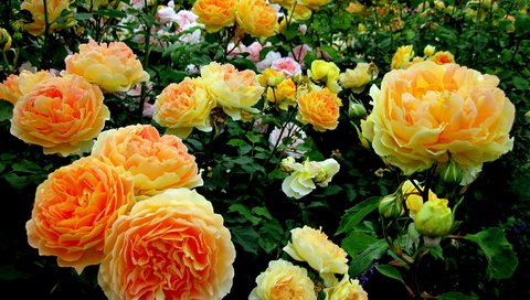 Обои цветы, розы, сад, flowers, roses, garden разрешение 3264x2448 Загрузить