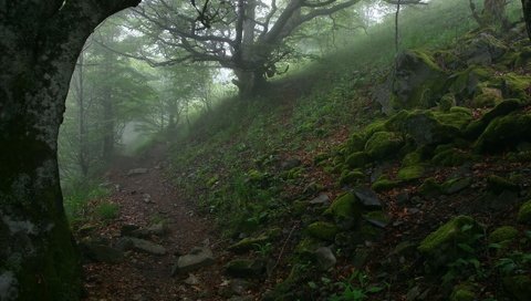 Обои деревья, лес, туман, тропинка, trees, forest, fog, path разрешение 1920x1200 Загрузить