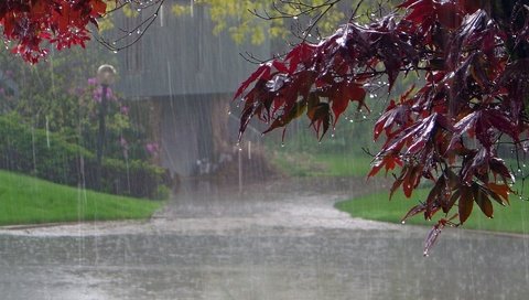 Обои дорога, деревья, листья, парк, капли, листва, дождь, road, trees, leaves, park, drops, foliage, rain разрешение 1920x1440 Загрузить