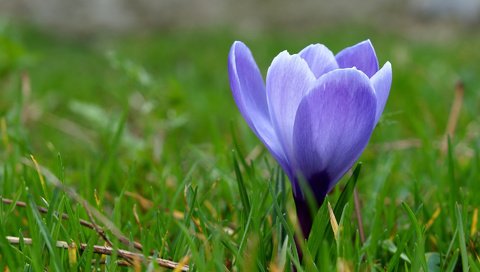 Обои трава, макро, синий, цветок, весна, первоцвет, крокус, grass, macro, blue, flower, spring, primrose, krokus разрешение 1920x1200 Загрузить