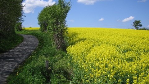 Обои небо, цветы, деревья, дорожка, поле, горизонт, луг, рапс, the sky, flowers, trees, track, field, horizon, meadow, rape разрешение 2048x1536 Загрузить