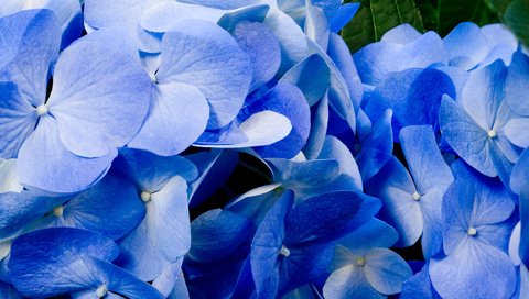 Обои цветы, лепестки, голубые, best wallpapers, гортензия, крупным планом, flowers, petals, blue, hydrangea, closeup разрешение 1920x1200 Загрузить