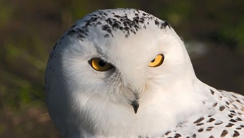 Обои сова, взгляд, хищник, птица, полярная сова, белая сова, owl, look, predator, bird, snowy owl, white owl разрешение 1920x1200 Загрузить