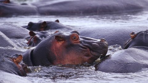 Обои животные, дикая природа, бегемот, в воде, бегемоты, гиппопотам, animals, wildlife, hippo, in the water, hippos разрешение 1920x1200 Загрузить