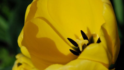 Обои цветок, лепестки, тюльпан, желтые, крупным планом, flower, petals, tulip, yellow, closeup разрешение 3872x2592 Загрузить