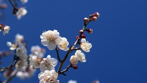 Обои небо, цветение, ветки, весна, the sky, flowering, branches, spring разрешение 2560x1920 Загрузить