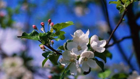 Обои цветы, ветка, природа, цветение, размытость, весна, яблоня, flowers, branch, nature, flowering, blur, spring, apple разрешение 2560x1920 Загрузить