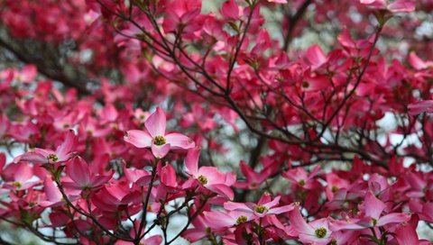 Обои дерево, цветение, весна, розовый, кизил, tree, flowering, spring, pink, dogwood разрешение 1920x1200 Загрузить