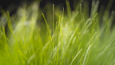 Обои трава, природа, зелень, размытость, grass, nature, greens, blur разрешение 1920x1200 Загрузить