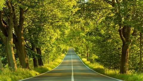 Обои дорога, деревья, весна, road, trees, spring разрешение 1920x1440 Загрузить