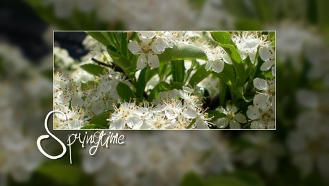 Обои цветение, весна, белые цветы, flowering, spring, white flowers разрешение 2560x1600 Загрузить