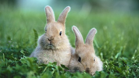 Обои трава, поляна, кролики, grass, glade, rabbits разрешение 1920x1200 Загрузить