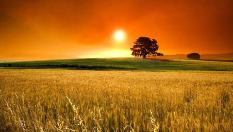 Обои небо, солнце, дерево, туман, поле, колосья, злаки, the sky, the sun, tree, fog, field, ears, cereals разрешение 2560x1600 Загрузить