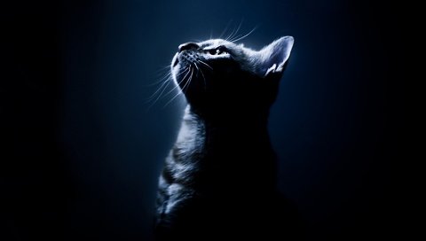 Обои кот, мордочка, усы, кошка, взгляд, профиль, черный фон, cat, muzzle, mustache, look, profile, black background разрешение 1920x1440 Загрузить