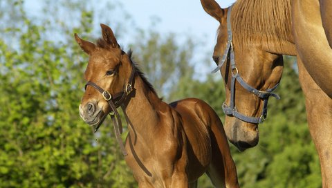 Обои лошадь, horse разрешение 1920x1440 Загрузить