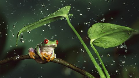 Обои вода, квакша, листья, животные, капли, лягушка, стебли, красноглазая, животно е, древесная лягушка, tree frog, water, treefrog, leaves, animals, drops, frog, stems, red-eyed разрешение 1920x1080 Загрузить