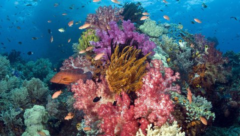 Обои море, рыбки, рыбы, кораллы, подводный мир, sea, fish, corals, underwater world разрешение 1920x1200 Загрузить